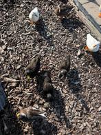 Zwarte eenden, Dieren en Toebehoren, Pluimvee, Meerdere dieren, Eend