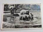 Rotterdam Dierentuin Diergaarde Blij -Dorp Olifanten # 924, Verzamelen, Ansichtkaarten | Nederland, Verzenden, 1940 tot 1960, Gelopen