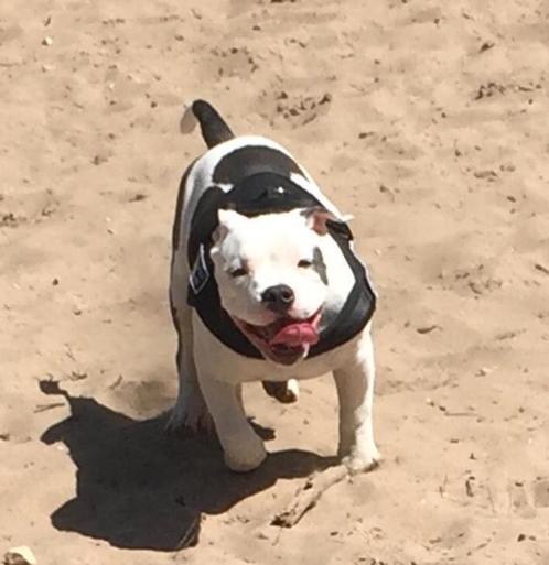 Te koop Amerikaanse bull terriër van 3 jaar, Dieren en Toebehoren, Honden | Bulldogs, Pinschers en Molossers, Reu, Overige rassen