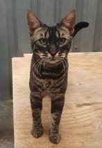 Grote Charcoal bengaal kater 1 jaar oud, Kater, Gechipt, 0 tot 2 jaar