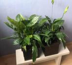 Spathiphyllum / lepelplant in pot 2 stuks / luchtzuiverend, Huis en Inrichting, Kamerplanten, In pot, Ophalen