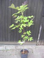 Tulpenboom, Tuin en Terras, Overige soorten, Lente, 100 tot 250 cm, Ophalen