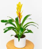 Bromelia Vriesea, Ophalen of Verzenden, Overige soorten, Minder dan 100 cm