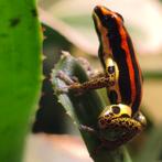 Ranitomeya uakarii 'Golden leg', Amfibie, 0 tot 2 jaar