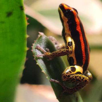 Ranitomeya uakarii 'Golden leg'  beschikbaar voor biedingen