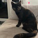 Twee lieve zusjes verdienen een liefdevol thuis., Dieren en Toebehoren, Katten en Kittens | Overige Katten, Poes