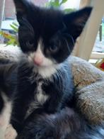 Kittens, Dieren en Toebehoren, Katten en Kittens | Overige Katten, Kater, Langharig, 0 tot 2 jaar