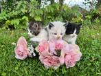 2 nesten geweldige kittens ! Ragdoll x Europese korthaar 💕, Meerdere dieren, Ontwormd, 0 tot 2 jaar