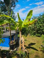 Bananen planten verschillende maten, Ophalen, Overige soorten, Minder dan 100 cm