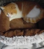 Rode kater kruising, Dieren en Toebehoren, Kater, Kortharig, 0 tot 2 jaar