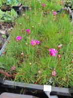 Diverse bodembedekkers en vaste planten vanaf €1.50, Tuin en Terras, Planten | Tuinplanten, Ophalen, Zomer, Overige soorten, Volle zon