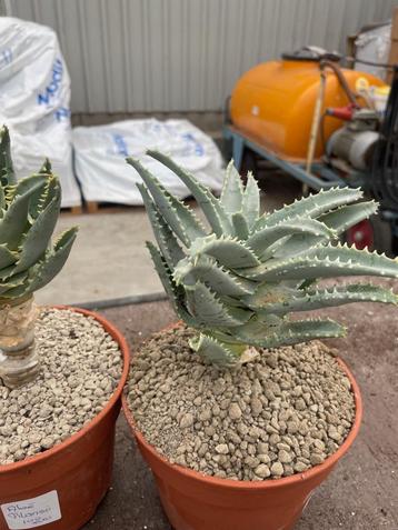 Aloe Pillansii uit Namibie. (Aloidendron Pillansii) 17cm pot beschikbaar voor biedingen