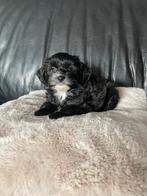 Prachtige onwijs lieve f1 maltipoo pups, Overige rassen, 8 tot 15 weken, CDV (hondenziekte), Meerdere