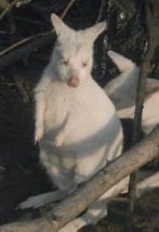 Kangeroe, Mannelijk, Januari, Overige typen, Tam