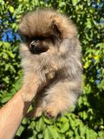 Prachtige mini pomeriaan puppy’s( bear face), Dieren en Toebehoren, België, Particulier, 8 tot 15 weken, Meerdere