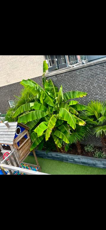 Bananenbomen te koop  beschikbaar voor biedingen
