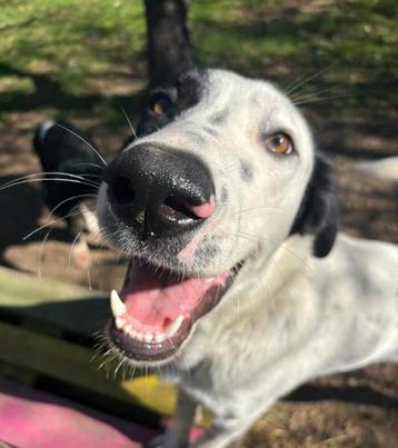 Harper, een vrolijke overlever die haar gouden mandje zoekt beschikbaar voor biedingen