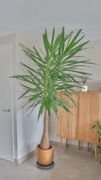 yucca, Ophalen, 200 cm of meer, Halfschaduw, In pot