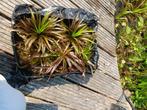 Jonge KRABBENSCHEER vijverplantjes, Ophalen, Nieuw