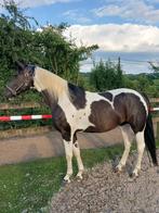 Chique zangersheide merrie barock pinto, Dieren en Toebehoren, Merrie, B, Gechipt, 3 tot 6 jaar