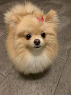 Pomeriaan 10 maanden oud teefje, België, Particulier, Rabiës (hondsdolheid), 15 weken tot 1 jaar