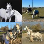 Gezocht: verzorgster 18+ voor mijn 2 beste vriendjes (2xpw), Diensten en Vakmensen, Dieren | Paarden | Verzorging, Oppas en Les