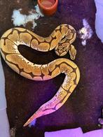 Python regius Orange Dream Spider het clown vrouw 2017, Dieren en Toebehoren, Slang, Tam, 7 tot 10 jaar