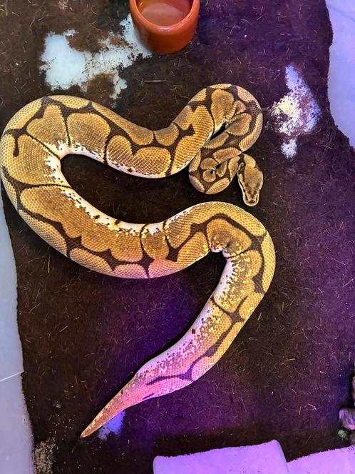 Python regius Orange Dream Spider het clown vrouw 2017, Dieren en Toebehoren, Reptielen en Amfibieën, Slang, 7 tot 10 jaar, Tam
