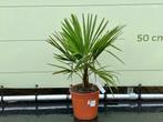 Palmboom - Trachycarpus Fortunei - stamhoogte 10 cm, Tuin en Terras, Planten | Bomen, In pot, Minder dan 100 cm, Zomer, Volle zon