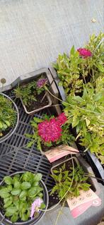 Vasteplanten kwekerij planten vanaf 1.50 euro, Tuin en Terras, Planten | Tuinplanten, Ophalen, Overige soorten, Halfschaduw