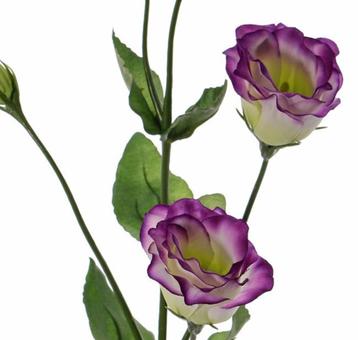 LISIANTHUS - KUNST - PAARS beschikbaar voor biedingen