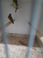 Mozambiqeu sijsjes, Dieren en Toebehoren, Meerdere dieren