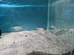 Megalops Atlanticus, Tarpon, Dieren en Toebehoren, Vis, Zoetwatervis