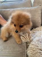 Keeshond/pomeriaan bear face 🐻, Dieren en Toebehoren, Keeshond, Meerdere, Meerdere dieren, Nederland