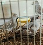 Bonte jonge diamantduifjes te koop van 3 maanden oud., Meerdere dieren, Tropenvogel