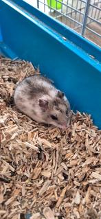 Hamster inclusief kooi en accessoires, Mannelijk, Hamster, Voor 1 juli 2024