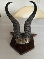 Antilope Hoorns op Houten Plaat, Antiek en Kunst, Ophalen of Verzenden