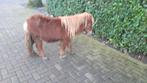 Mini pony, Hengst