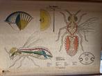 Schoolplaat insect, Antiek en Kunst, Antiek | Schoolplaten, Ophalen of Verzenden