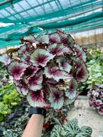 Begonia Caribbean Night - P12 Kamerplant, Huis en Inrichting, Overige soorten, In pot, Minder dan 100 cm, Bloeiende kamerplant