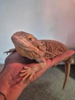 Koppel baardagamen inclusief terrarium van betonplex, Dieren en Toebehoren, Reptielen en Amfibieën, Slang, Tam, 0 tot 2 jaar
