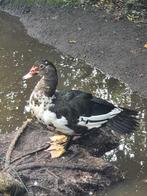 Muskus Eenden, Dieren en Toebehoren, Pluimvee, Meerdere dieren, Eend