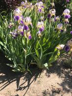 Iris, Vaste plant, Ophalen of Verzenden