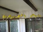 kanaries, Dieren en Toebehoren, Vogels | Kanaries, Meerdere dieren, Zangkanarie