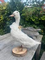 Opgezette witte eend, Ophalen of Verzenden, Zo goed als nieuw, Vogel, Opgezet dier