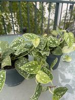 SCINDAPSUS PICTUS ARGYRAEUS, Overige soorten, Minder dan 100 cm, Groene kamerplant, Halfschaduw