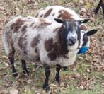 Luxe Bont schaap drachtig door bonte DekRam schapen ooi ram, Dieren en Toebehoren, Schapen, Geiten en Varkens, Meerdere dieren