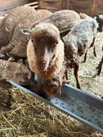 Bruine Ouessant ooi lam met stamboek, Dieren en Toebehoren, Schapen, Geiten en Varkens, Vrouwelijk, Schaap, 0 tot 2 jaar