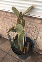 Opuntia cactussen, Ophalen, Overige soorten, Volle zon