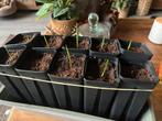 10 zaailingen Washingtonia Filifera, Huis en Inrichting, Kamerplanten, Ophalen, Halfschaduw, Minder dan 100 cm